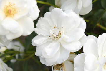 Beautiful white rose flower closeup in garden, A very beautiful white rose flower bloomed on the rose tree, Rose flower closeup, bloom flowers, Natural spring flower, Natural floral background,