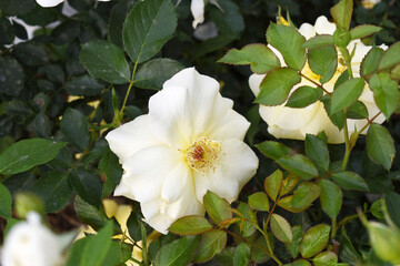 Beautiful white rose flower closeup in garden, A very beautiful white rose flower bloomed on the rose tree, Rose flower closeup, bloom flowers, Natural spring flower, Natural floral background,