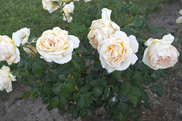 Beautiful white rose flower closeup in garden, A very beautiful white rose flower bloomed on the rose tree, Rose flower closeup, bloom flowers, Natural spring flower, Natural floral background,
