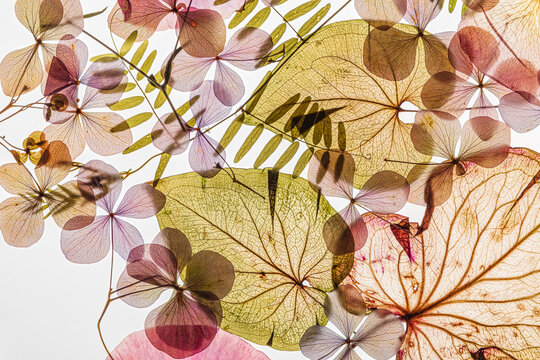 Delicate leaves and blooms are arranged artfully, displaying vibrant colors and textures
