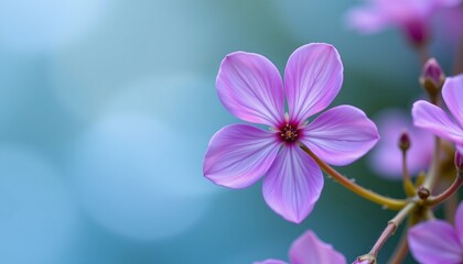Closeup Shimmering Purple Flower with Seven Petals