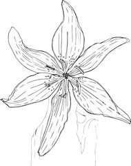 Vector illustration of a lily flower with a hand. A girl holds a lily in her palm. The illustration is black and white, drawn with lines.