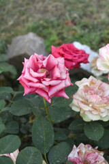 Beautiful pink rose flower closeup in garden, A very beautiful pink yellow rose flower bloomed on the rose tree, Rose flower closeup, bloom flowers, Natural spring flower floral background