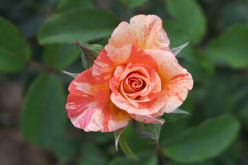 Beautiful pink rose flower closeup in garden, A very beautiful pink yellow rose flower bloomed on the rose tree, Rose flower closeup, bloom flowers, Natural spring flower floral background