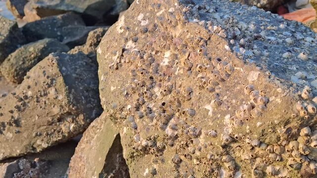 barnacles attached to coral rocks on the beach