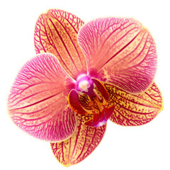 Close-up view of an orchid flower showcasing intricate petals with pink and yellow hues on a dark backdrop