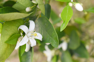 Blossoming orange tree flowers, orange blossoms, Spring harvest, closeup of Orange tree branches with flowers and leaves, buds and leaves, white little flower closeup, Chakwal, Punjab, Pakistan