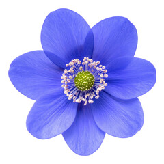 Isolated close-up of a vibrant blue flower with a prominent yellow and white center, black background