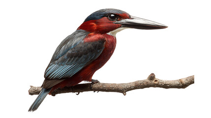 Fototapeta premium Kingfisher bird perched on a branch isolated on transparent background