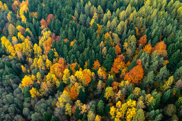 Jesienny las widok z powietrza, super kolory  © Maciej G. Szling