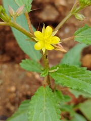 Beautiful yellow flower with green leaves closeup