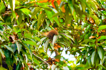 Edible chestnuts on young chestnut tree on plantation, with shell
