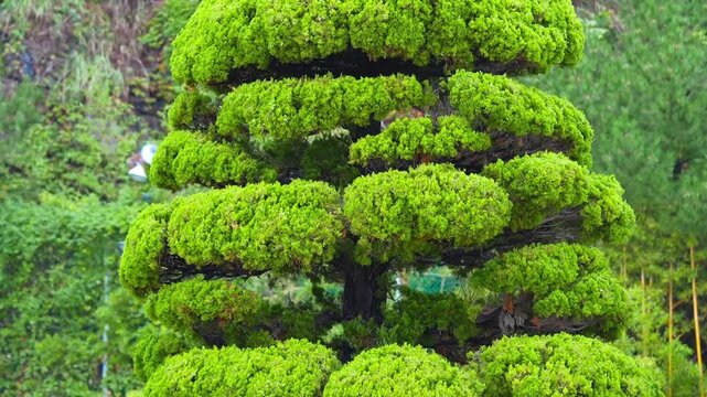 Bansai. Garden with pine tree niwaki. Tree with dense needles and branches.