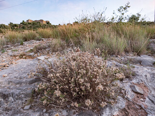 Chiliadenus glutinosus, aromatic Mediterranean plant species (Asteraceae) growing on the rocky...