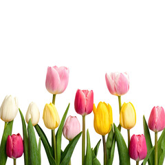 Fototapeta premium Colorful tulips in varying shades, arranged against a black background, create a vibrant floral border