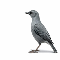 Full-body portrait of a sleek grey bird with uniform plumage and sharp beak, standing isolated on white background