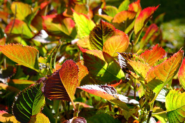 Herbstblätter der Hortensie