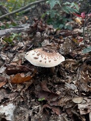 Wild mushroom in autumn forest with dry leaves