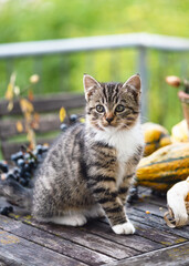 Curious tabby kitten with white paws sits on a rustic wooden table surrounded by autumn decorations and colorful gourds with soft light and green background. (Felis catus) Nature farm concept.