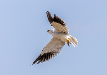 Black-winged Kite, Hovers over open fields, hunts rodents etc.