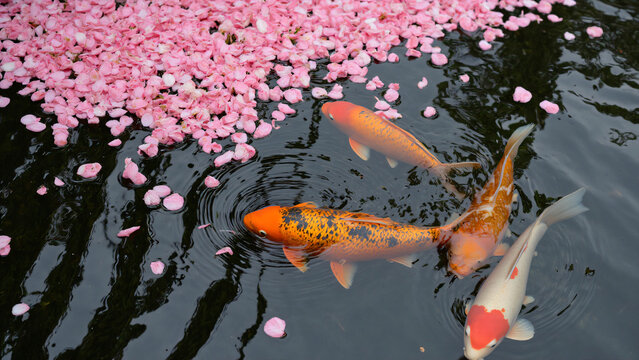 Koi Karpfen schwimmen zwischen rosafarbenen Kirschbl&uuml;ten auf dunkler Wasseroberfl&auml;che