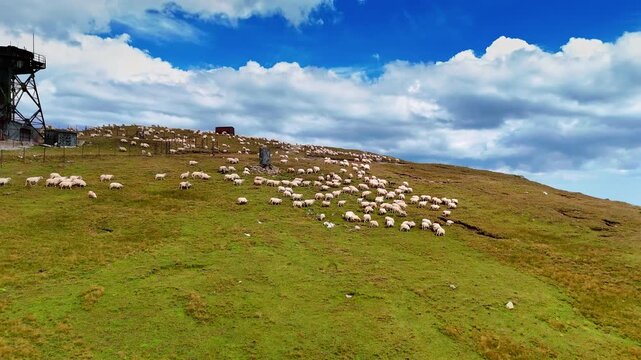 Large flock of sheep on the hill near the radio tower. Pasture of livestock in the mountains.