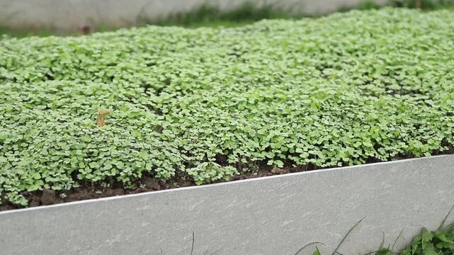 Green shoots sprouting from seeds. Siderates, mustard, sinapis.