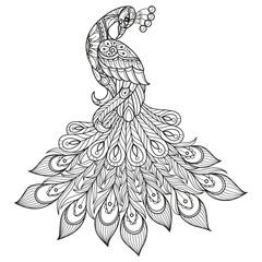 Single peacock hand drawn for adult coloring book