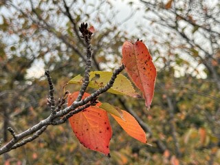 赤く紅葉した枝