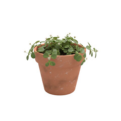 Terracotta pot with trailing succulent houseplant