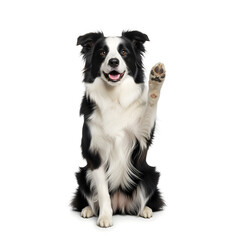 Fototapeta premium Happy Border Collie dog sitting and waving paw, isolated on white, friendly expression