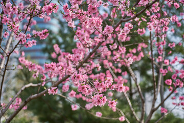 Close-up of Cherry Blossoms in Bloom