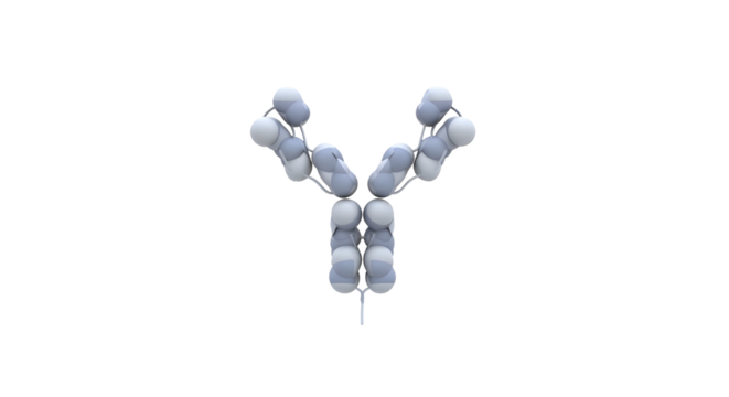 Scientific 3D visualization of an Antibody Immunoglobulin molecule for biology and medical research. isolated PNG with Transparent Background