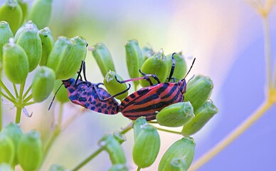 Graphosoma italicum is a species of shield bug in the family Pentatomidae. It is also known as the Italian striped bug, Crete