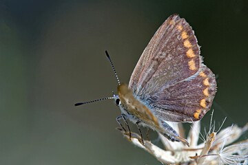 Aricia agestis, the brown argus, is a butterfly in the family Lycaenidae, Greece