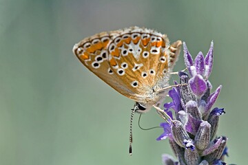 Aricia agestis, the brown argus, is a butterfly in the family Lycaenidae, Greece