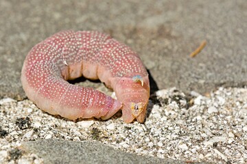 Mimas tiliae, the lime hawk-moth, is a moth of the family Sphingidae, Greece