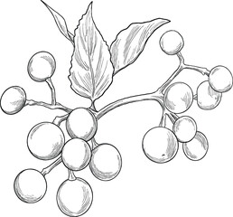 Hand Drawing Botanical Sketch of Phalsa Berry (Grewia asiatica)