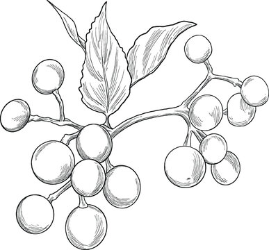 Hand Drawing Botanical Sketch of Phalsa Berry (Grewia asiatica)