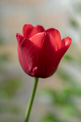 Ile de France Tulip
