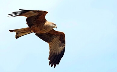 Milvus migrans (Black Kite), Crete