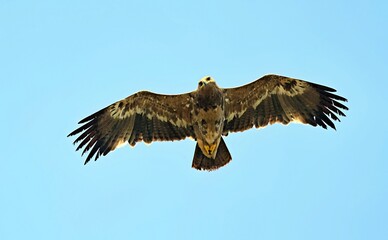 Steppe eagle (Aquila nipalensis), Crete