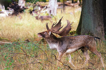 Majestic male fallow deer stag with large antlers braying in the mating season
