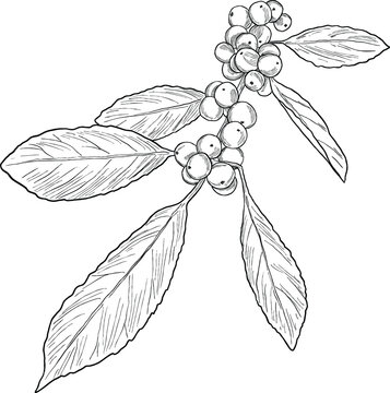 Hand Drawing Botanical Sketch of Winterberry (Ilex verticillata)