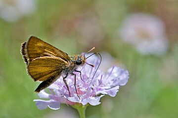 Lulworth skipper (Thymelicus acteon) is a butterfly of the family Hesperiidae, Greece