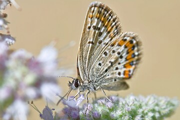 Plebejus is a genus of butterflies in the family Lycaenidae, Greece