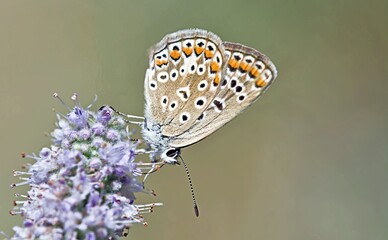 Common Blue - Polyommatus icarus, Greece 