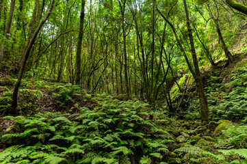 Fern covered valley floor lush green forest © Patrick