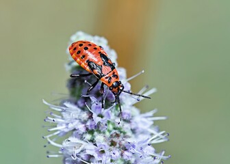 Spilostethus saxatilis is a species of bugs belonging to the family Lygaeidae, Greece