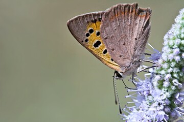 Small Copper - Lycaena phleas, Greece